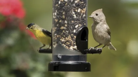 wild birds unlimited
