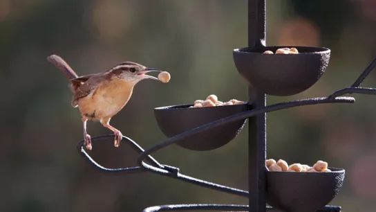 Wild Birds Unlimited franchise