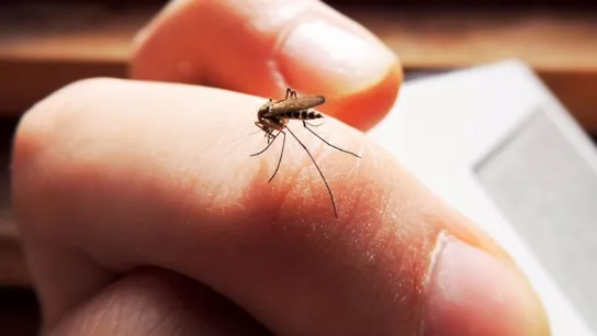 mosquito joe 