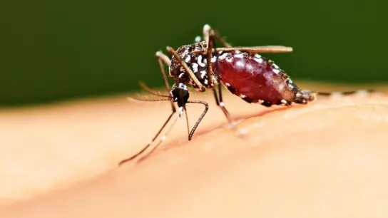 Mosquito