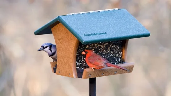 wild birds unlimited
