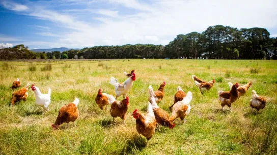chicken