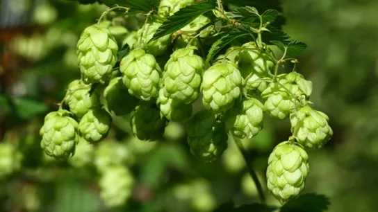 craft beer