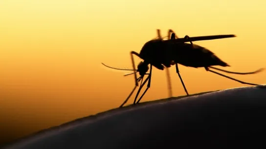 Mosquitoes