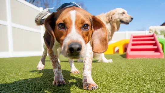 K-9 Resorts