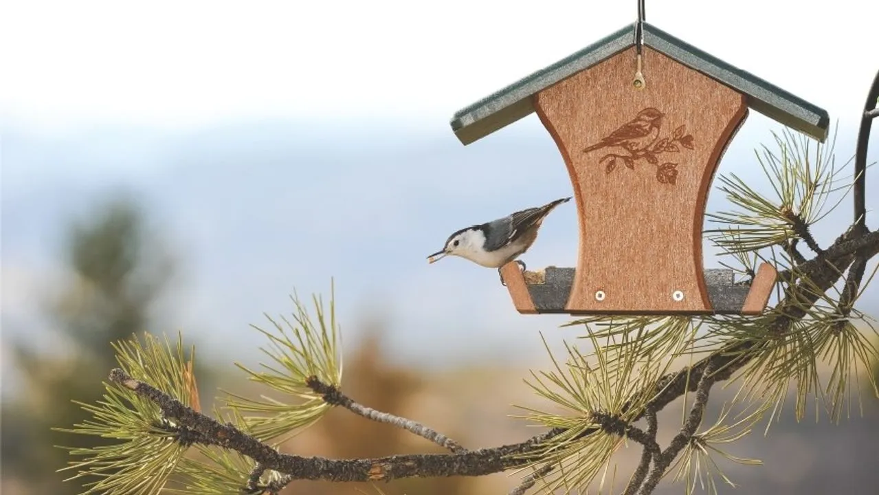 Birds buy Unlimited birdhouse