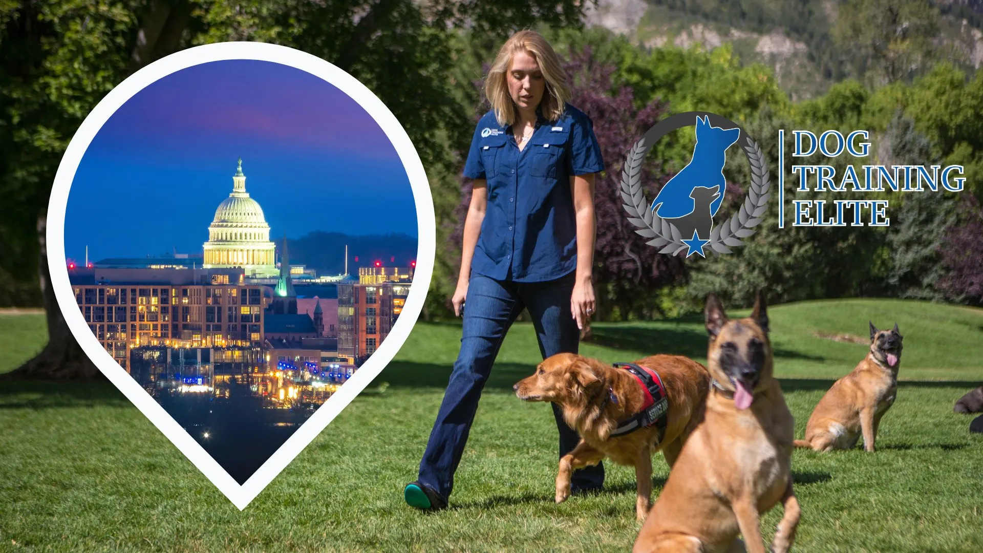 Why the D.C. Metro Area Is the Perfect Location to Open a Dog Training Elite Franchise