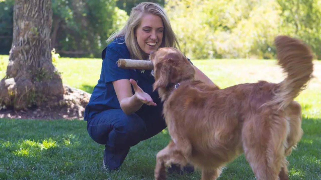 Dog Training Elite Trainer Training a Dog