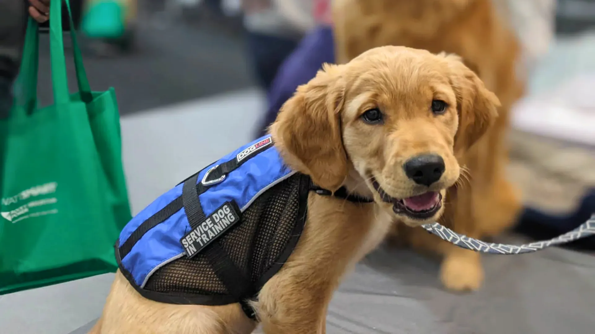 Supporting Families Through Service Dogs: How Dog Training Elite Helps Children With Autism Thrive