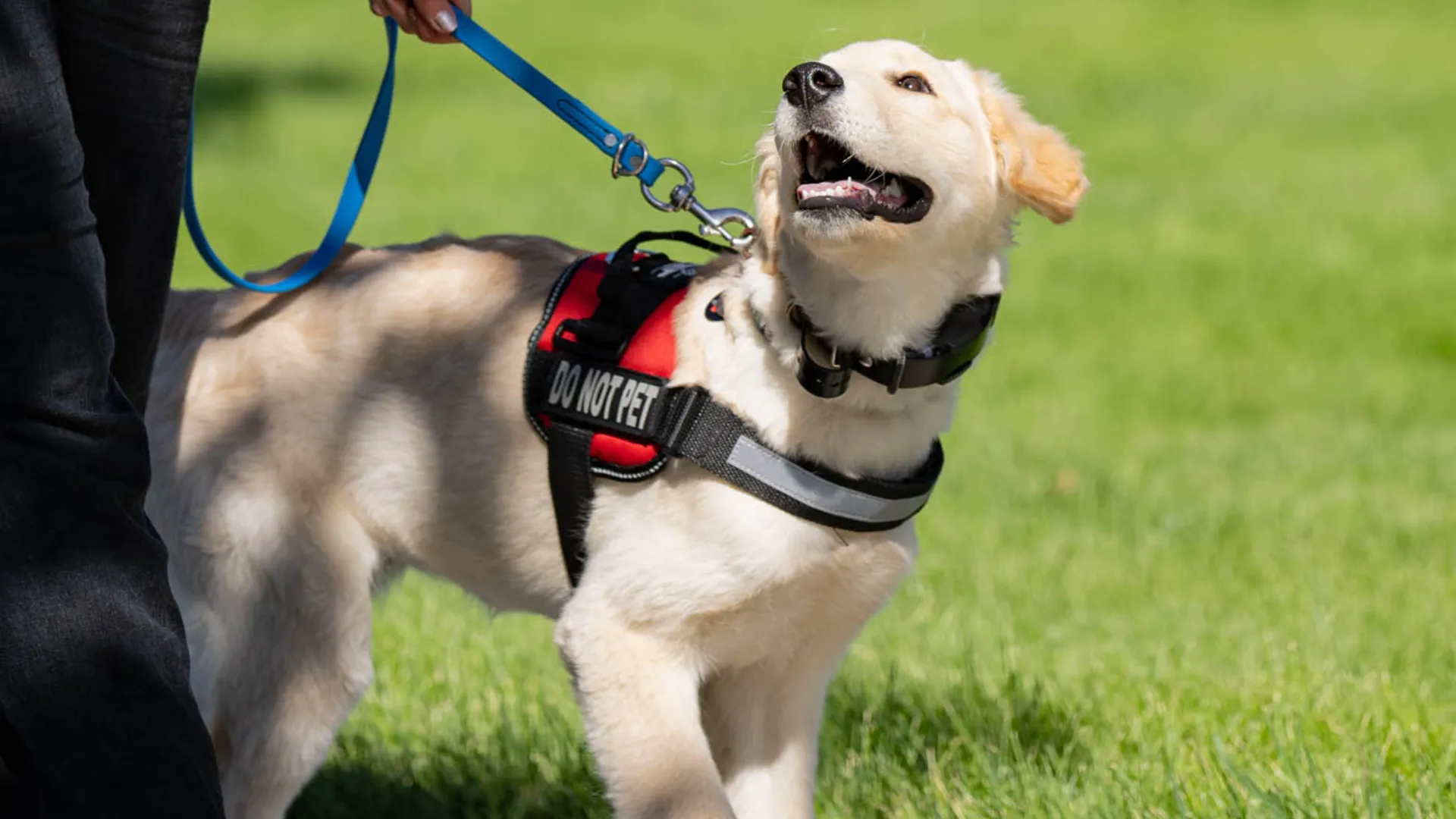 Photo of service dog wearing red "DO NOT PET" vest, on a blue leash, looking up at handler