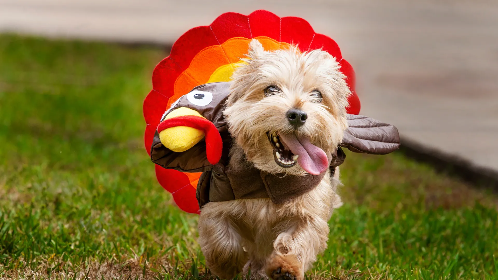 Thanksgiving With Your Dog: Training Tips for a Stress-Free Holiday