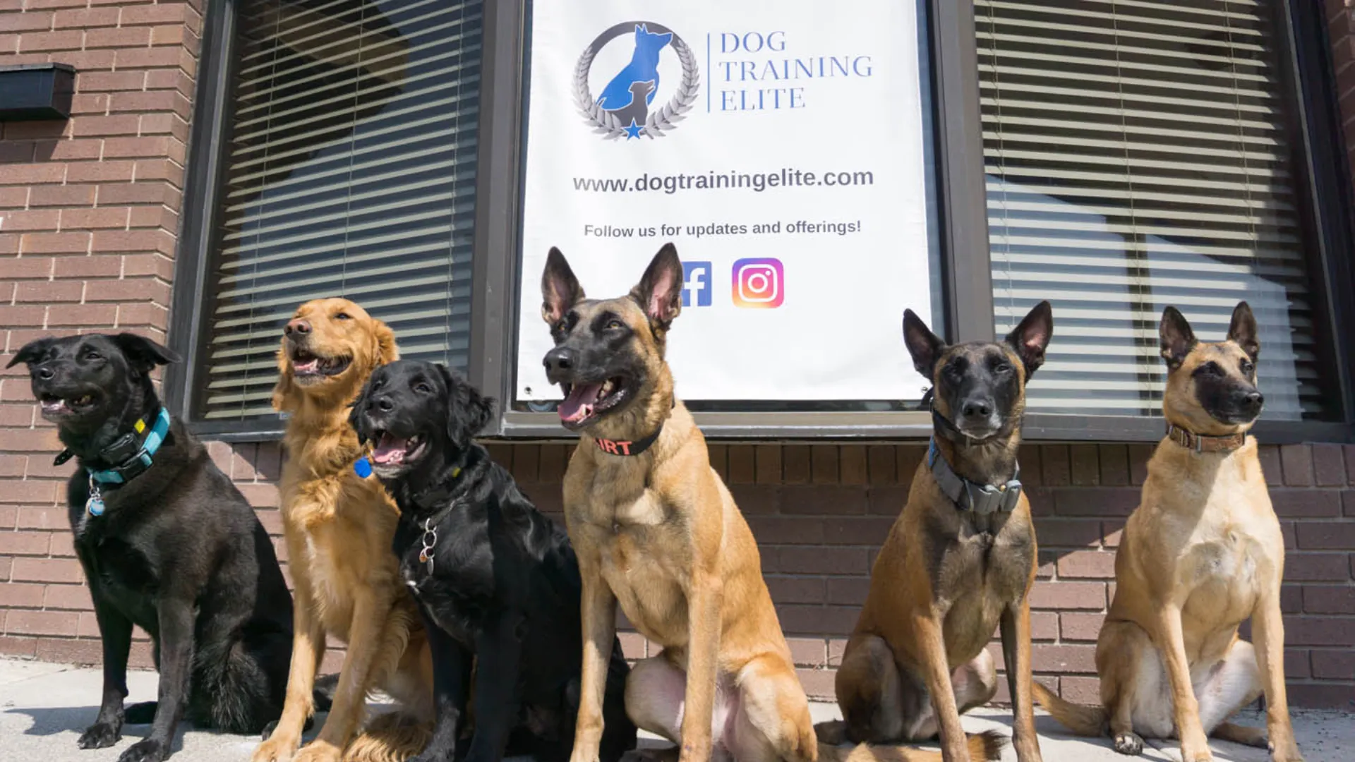 Dog Training Elite franchise