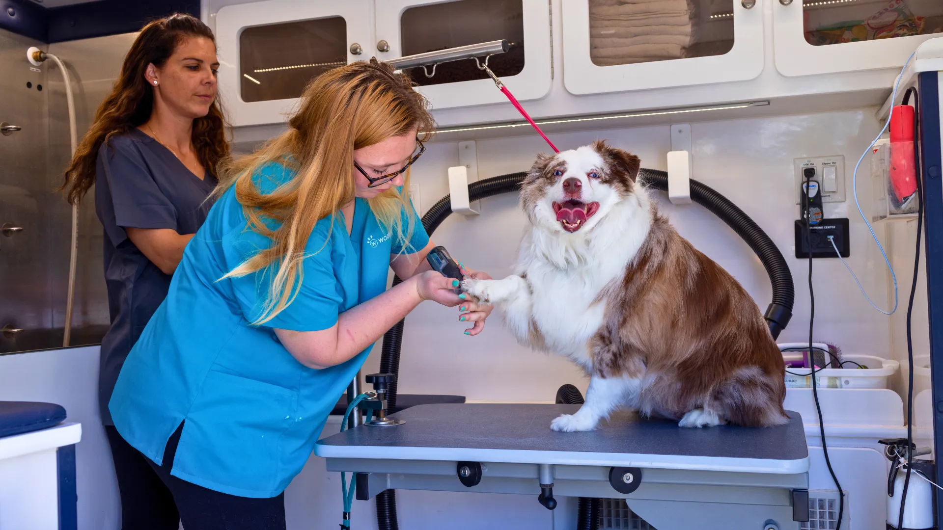 image of woofies franchise, the Full-Service Pet Care Franchise for Modern Pet Parents